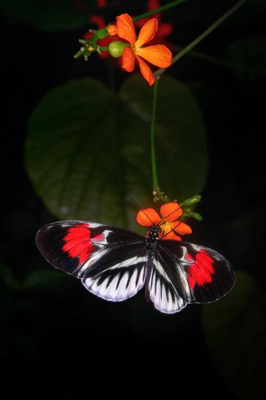 Why do butterflies migrate north?