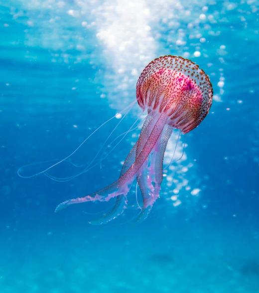 Sustainable Ocean Practices: A Guide to the Blue Economy